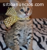 Exotic Cats for Sale