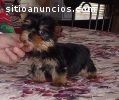 Yorkies Terrier  puppies for adoption