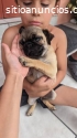 Cheap Male and Female Pugs Ready