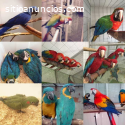 Comprar pájaros | Cacatúas | Guacamayos