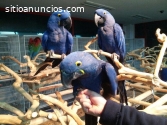 hermosos loros guacamayo jacinto