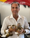 monos capuchinos + tití + gorilas + lému