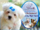 hermosos cachorros poodle para la venta.