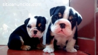 ARRUGADOS Y JUGUETONES Bulldog Ingles