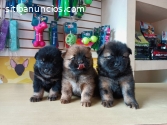 BEBES CHOW CHOW  RAZA PURA.