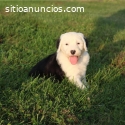 Bobtail cachorros pastor ovejero ingles