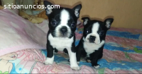 Boston Terrier Cachorritos Disponibles