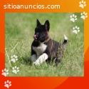 Cachorros akita venta colombia criadero