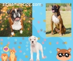Cachorros boxer criadero colombia perros
