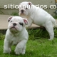 cachorros Bulldog Inglés