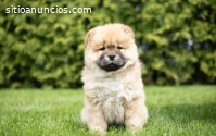 Chow chow cachorros venta colombia criad