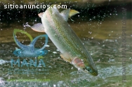 Cree el cultivo de peces tecnificado más