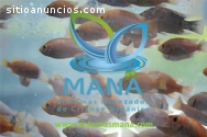 Cría de tilapia y asistencia personaliza