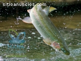 Crianza orgánica de peces