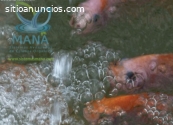 Cultivo de peces en tanques