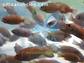 Cultivo de peces orgánicos