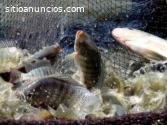 Cultivos de peces para fincas