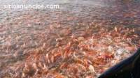 Cultivos de peces para fincas