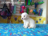 DE SUBLIME BELLEZA FRENCH POODLE