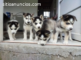 DISPONIBILIDAD DE CACHORRITOS HUSKY