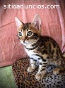 El Gato Bengali Garantía Bebés Hermosos