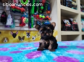 EN SU TOTALIDAD YORKSHIRE TERRIER