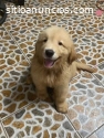 Excelentes Bebés Golden Retrivers