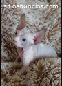 Gatos Sphynx En Medellin Hermosos