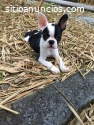 Hembra boston terrier disponible