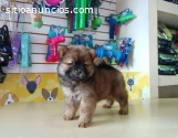 HERMOSOS Y MUY SALUDABLES CHOW CHOW