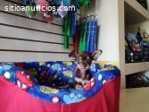 IDEALES PORQUE TE ENAMORAN CHIHUAHUA