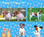 Jack russell terrier cachorros colombia