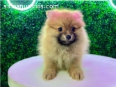 Mascotas Pomerania Minis Cachorros