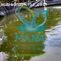 Mojarras para cultivar en sistemas avanz