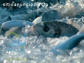 piscinas para la cría de tilapia