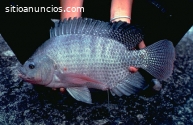 Programa de cultivo asesorado tilapia