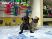 PUG VENTA DE CACHORRITOS DE RAZA.