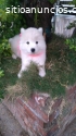 Raza Grande Samoyedo Hembras y Machos