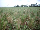 semilla haz macolla vetiver - colombia