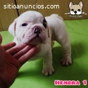 Ultimas hembras bulldog ingles