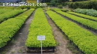 vivero forestal cenproforest