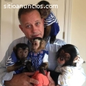 Bebés de monos cariñosos, chimpancés y g