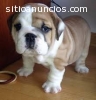 Bulldog Inglés cachorros su aprobación