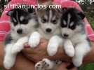 Perritos del husky siberiano de Navidad