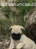 HARRISON - CACHORRO PUG EN VENTA