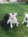 Hermosos cachorros de bulldog francés ma