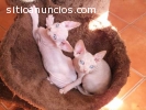 Regalo Gatitos de SPHYNX Para Libre Grat