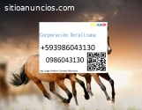 Servicio para caballo equinos en Ecuador