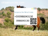 Servicio para caballo equinos en Ecuador