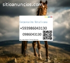 Servicio para caballo equinos en Ecuador